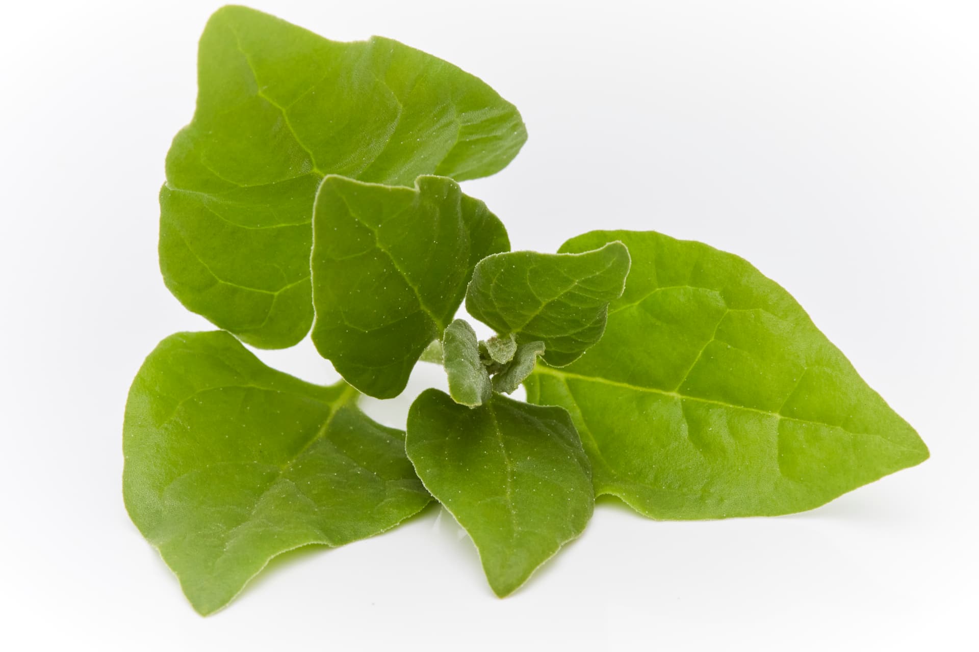 Fresh Warrigal Greens leaf on light background