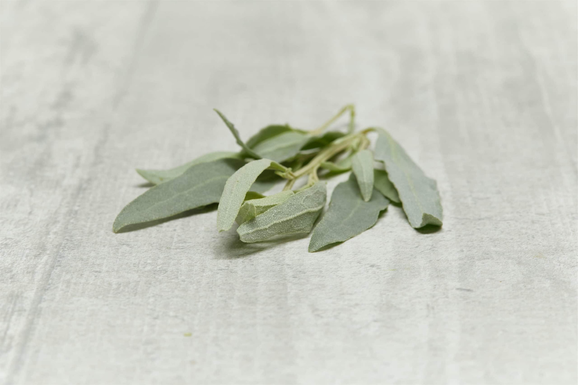 Barilla Saltbush slender ocean-coloured fleshy leaves on light stone