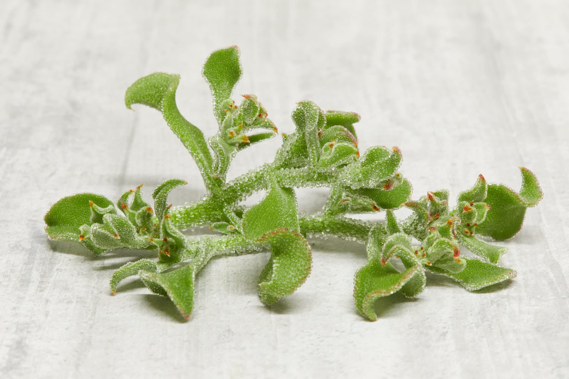 Crystal Iceplant glistening frosted leaves on light stone