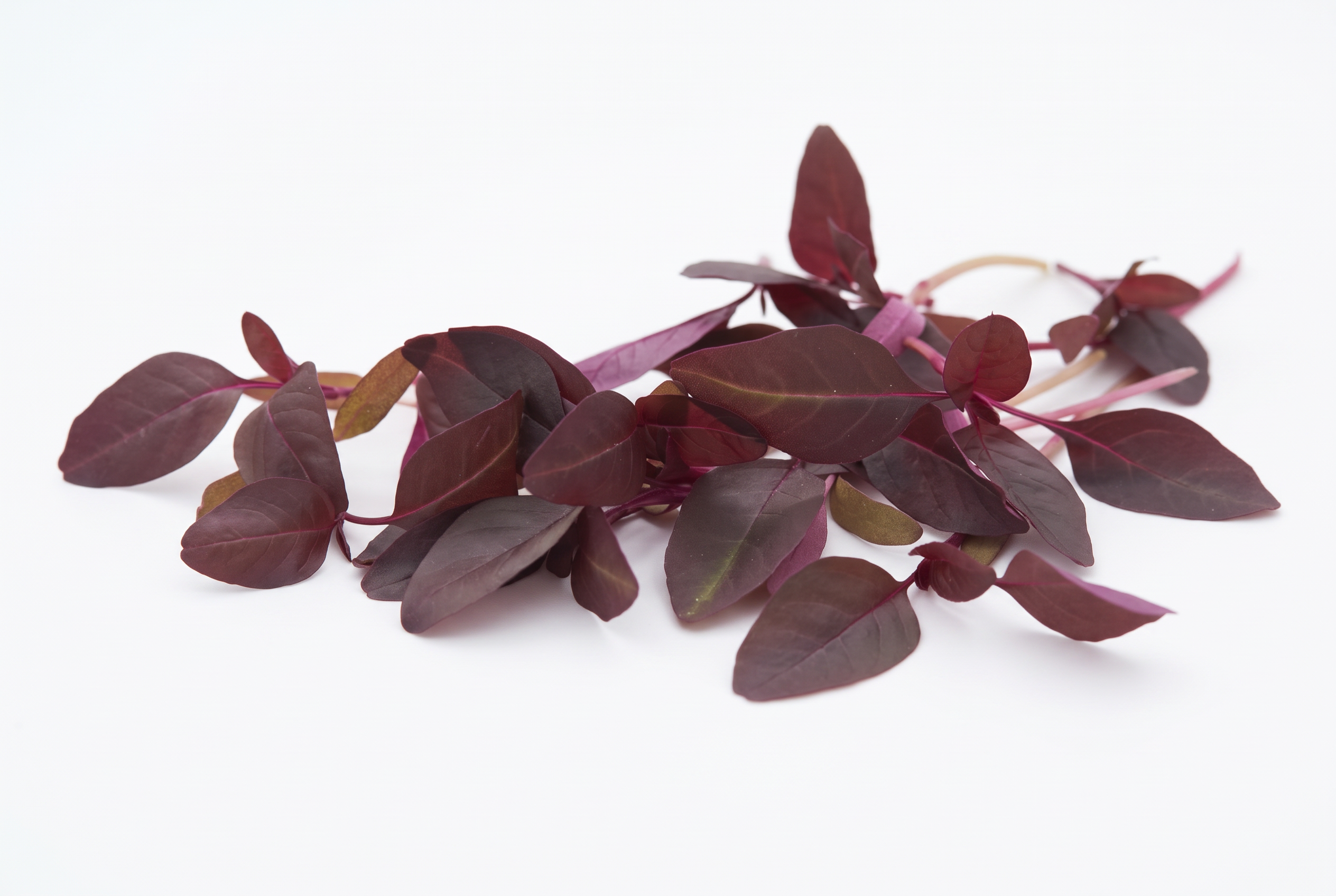 Fresh Amaranth