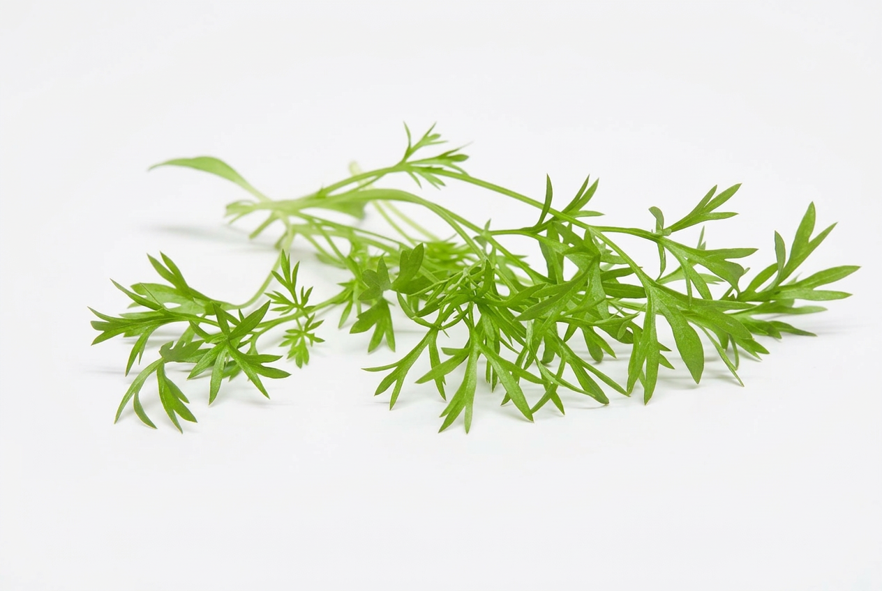 Fresh Confetti Coriander