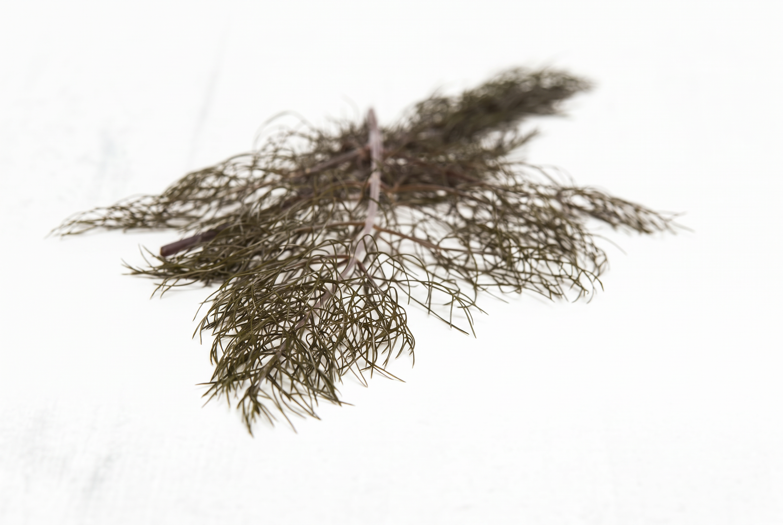 Fresh Fennel Bronze