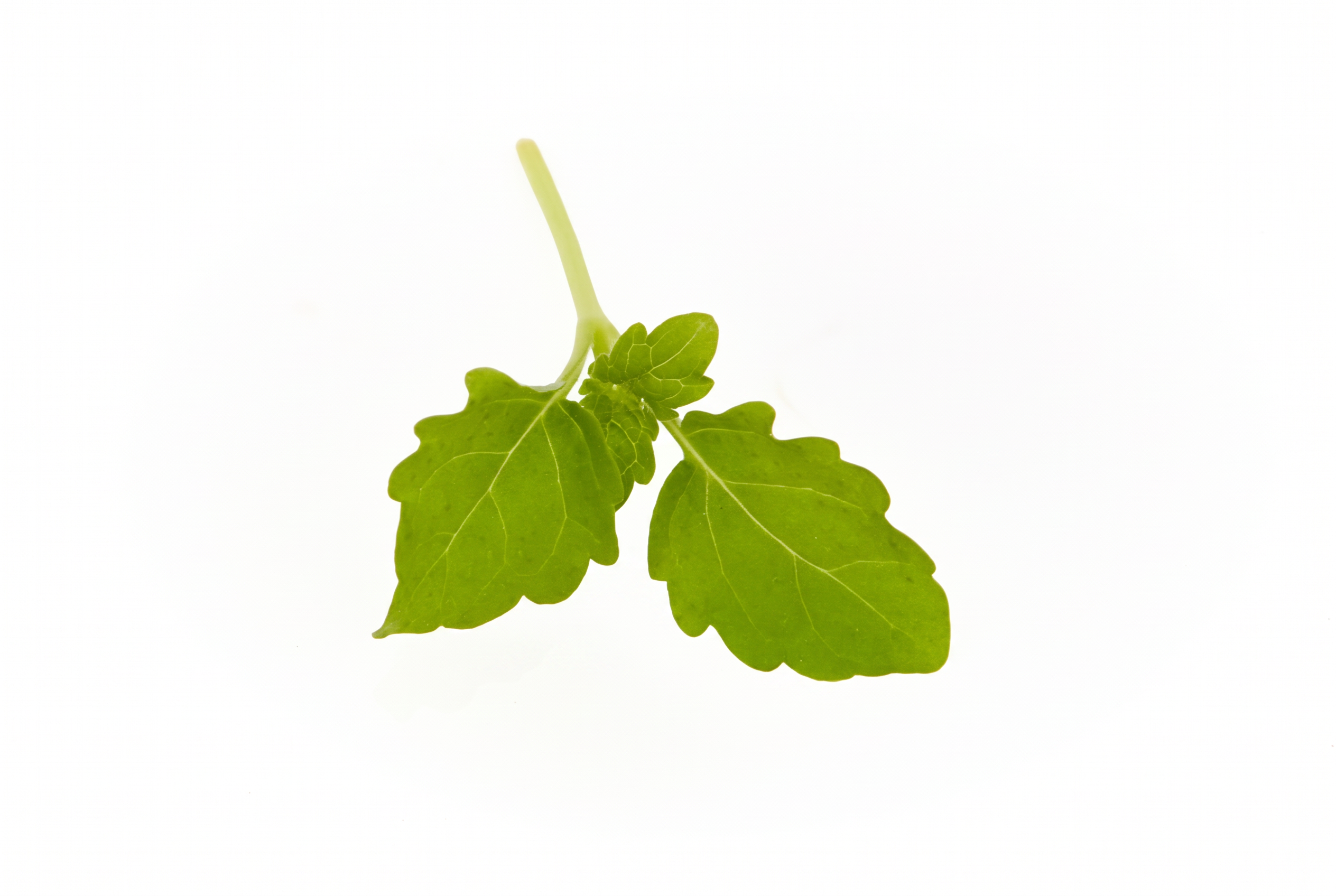 Fresh Lemon Balm