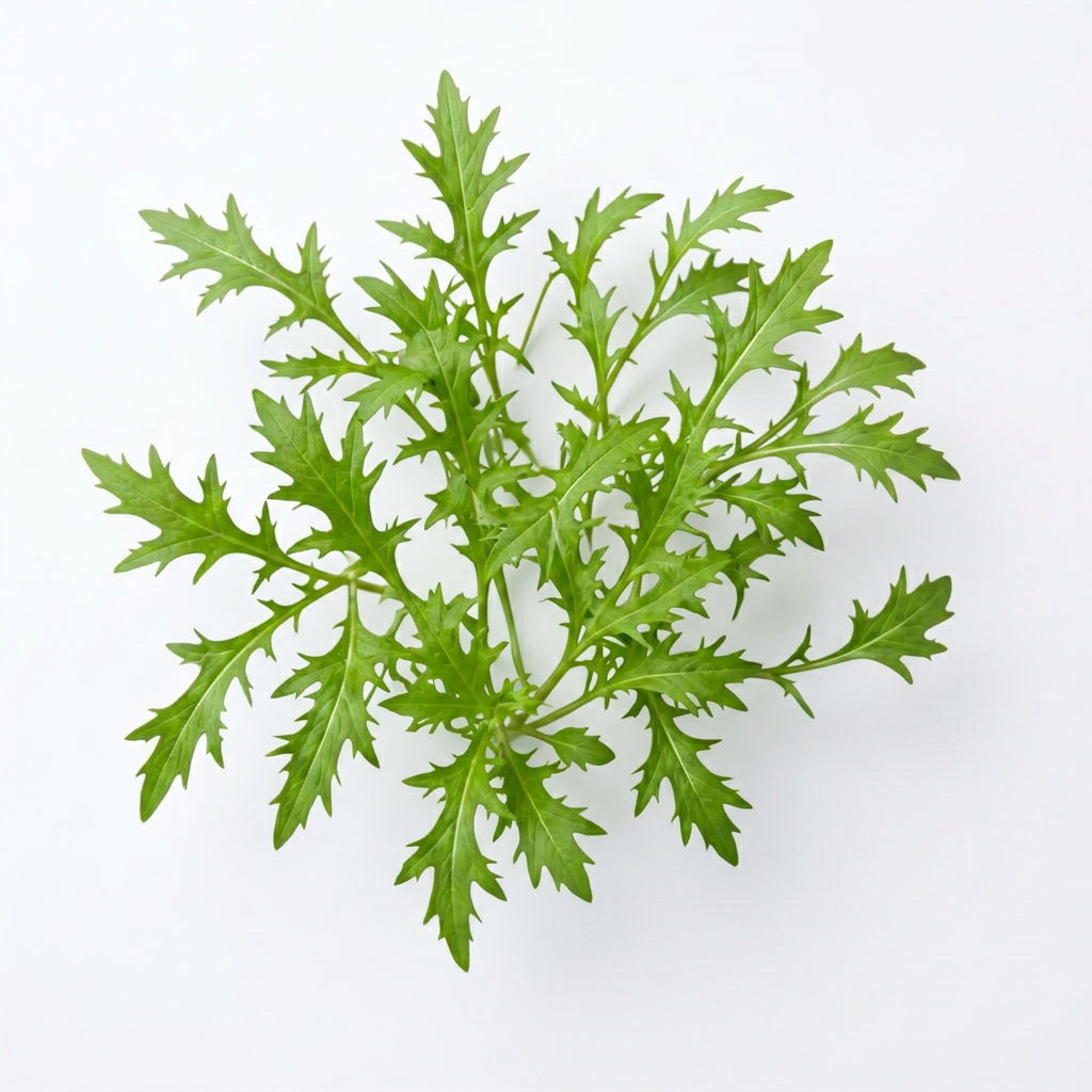 Fresh Mizuna Green