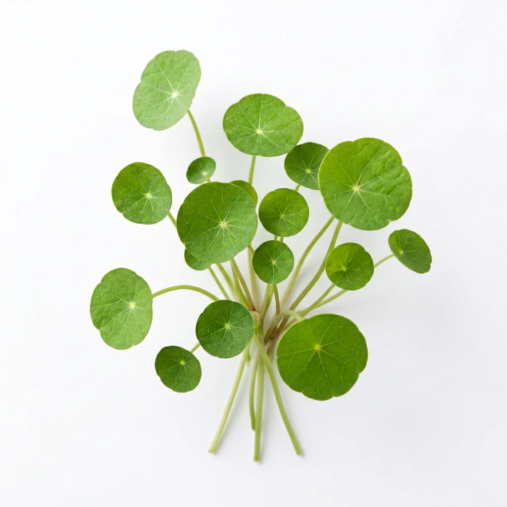 Fresh Nasturtium Leaf