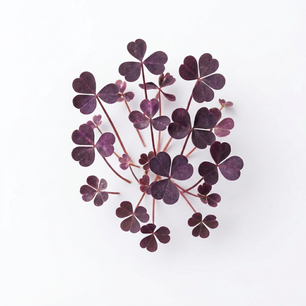 Fresh Oxalis Purple