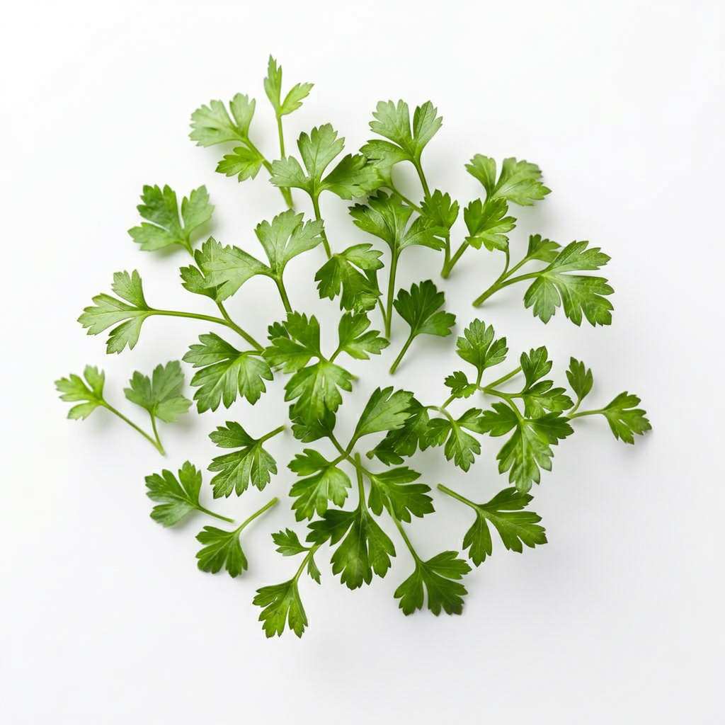 Fresh Parsley Curly