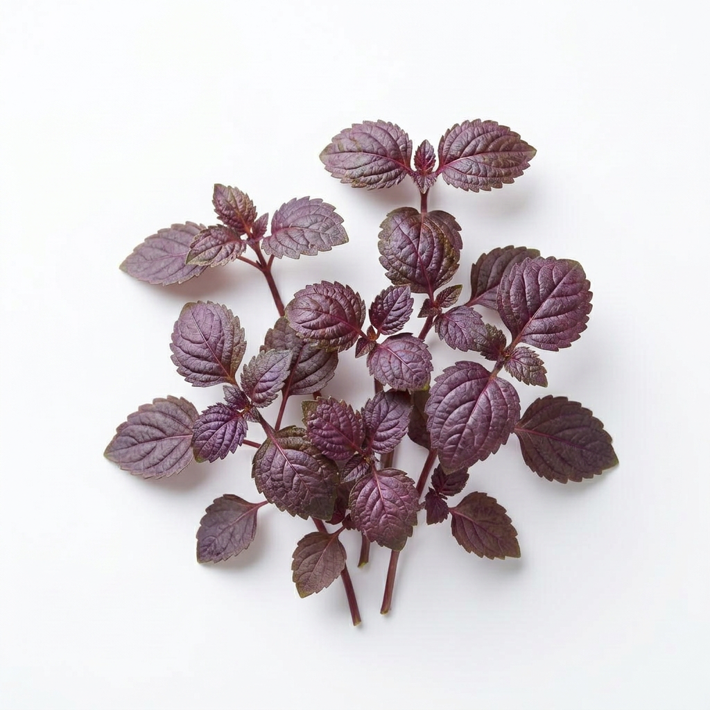 Fresh Shiso Red