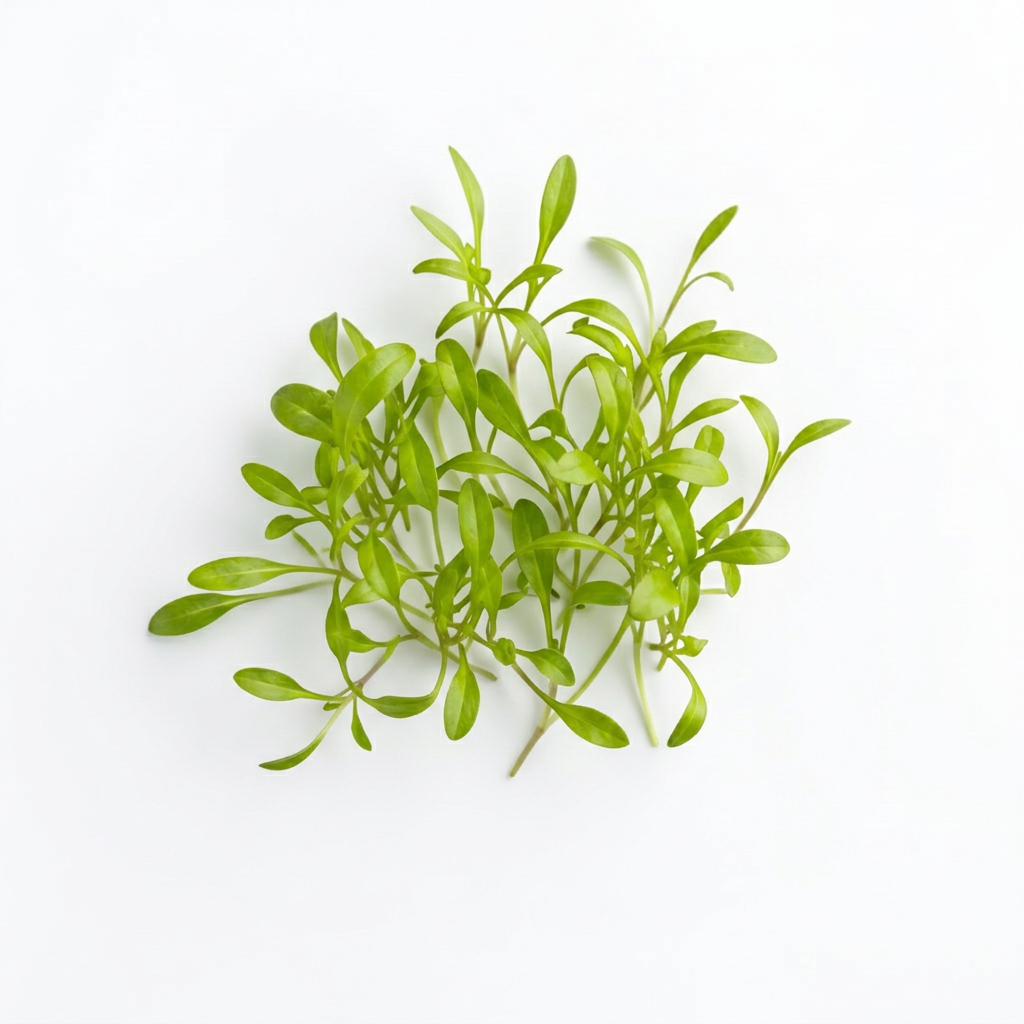 Fresh Sorrel Green